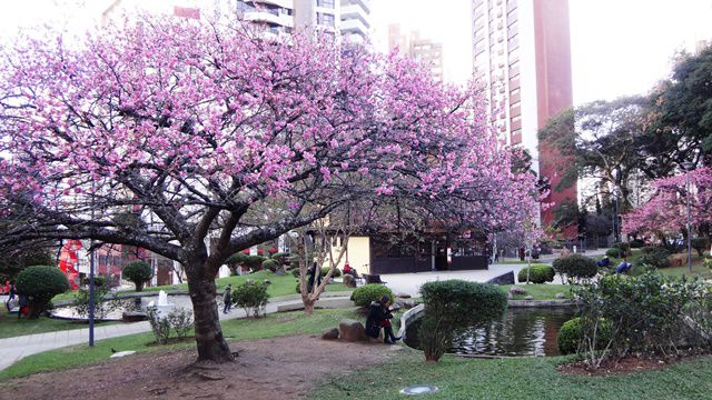 Praça do Japão - Cerejeiras.