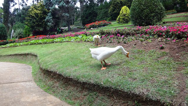 Jardim dos Pinhais Eco Parque - Santo Antônio do Pinhal