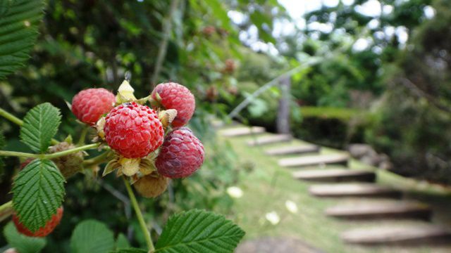 Jardim dos Pinhais Eco Parque - final da trilha