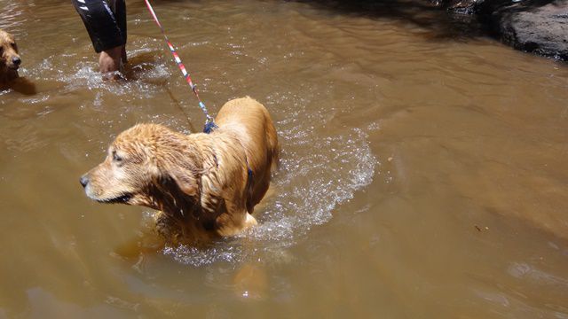 Até o dog gostou