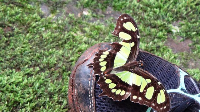 Borboleta no tênis da dona Patroa