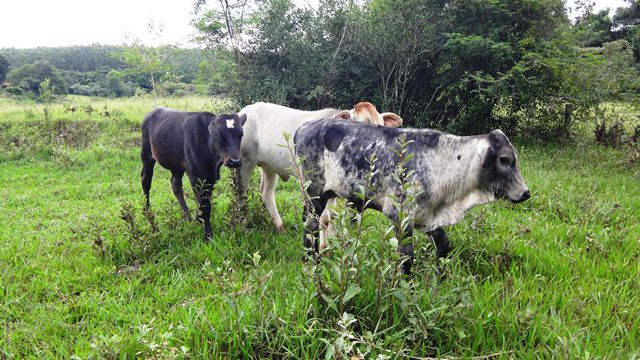 Com certeza não estão preocupadas com o barro