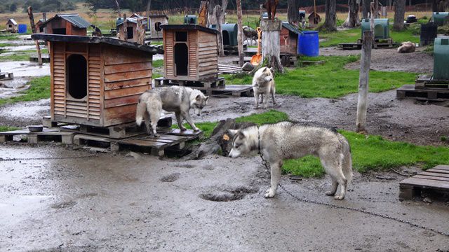 Siberianos del Fuego