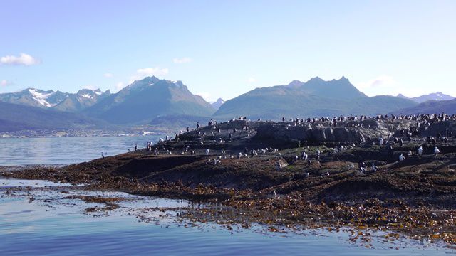 Ilha Los Lobos - Ushuaia