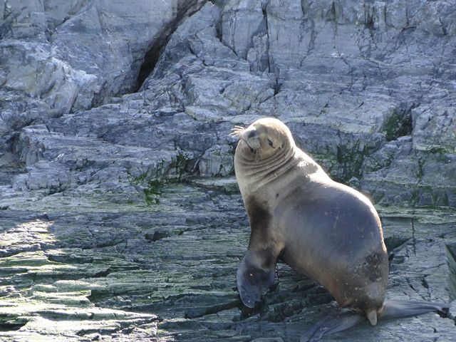 Ilha Los Lobos - Ushuaia