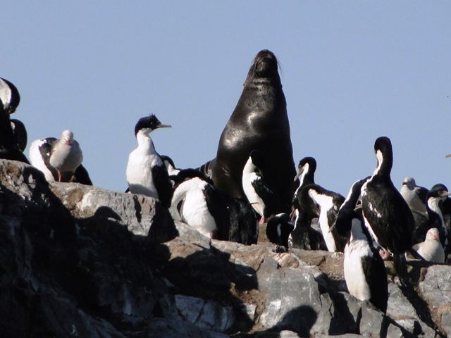 Ilha Los Lobos - Ushuaia