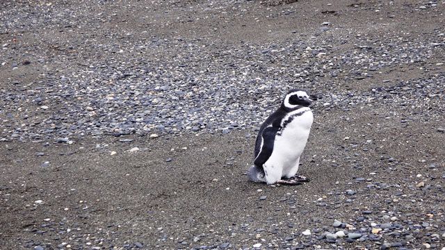 Pinguim na Isla Martillo