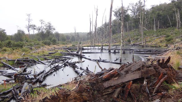 Devastação da floresta causada pelos castores