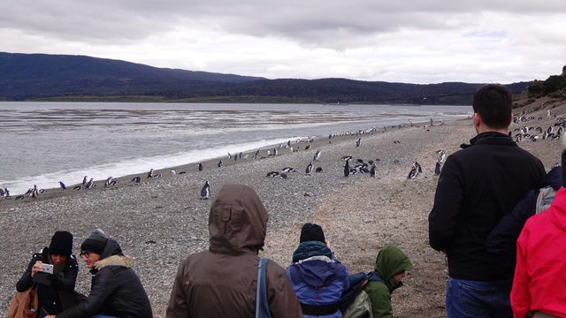 Pinguins na Isla Martillo