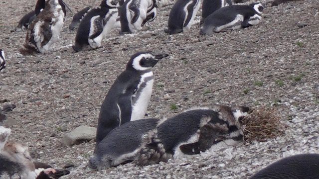 Pinguins na Isla Martillo