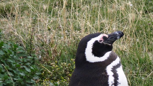 Pinguins na Isla Martillo