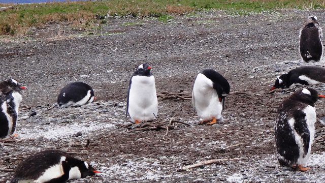 Pinguins na Isla Martillo