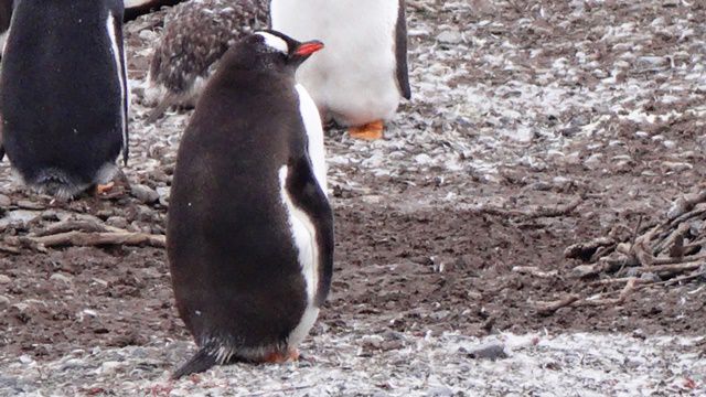 Pinguins na Isla Martillo