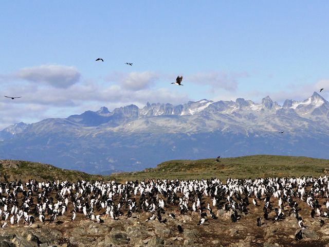 Ilha dos Pássaros