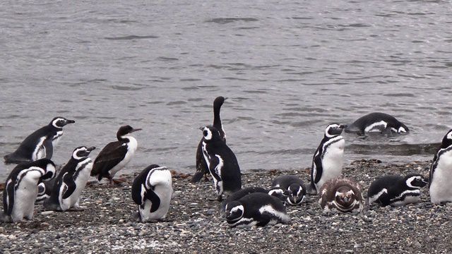 Pinguins na Isla Martillo