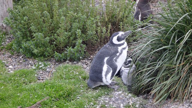 Pinguins na Isla Martillo