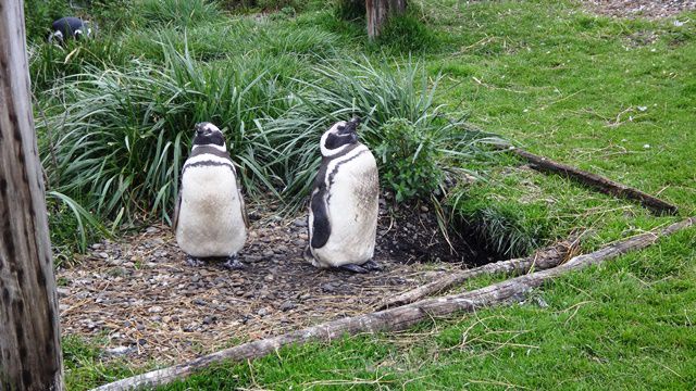 Pinguins na Isla Martillo