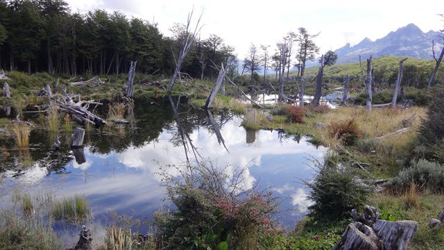 Lagoas formadas pelos castores - Ushuaia - trekking Laguna Esmeralda