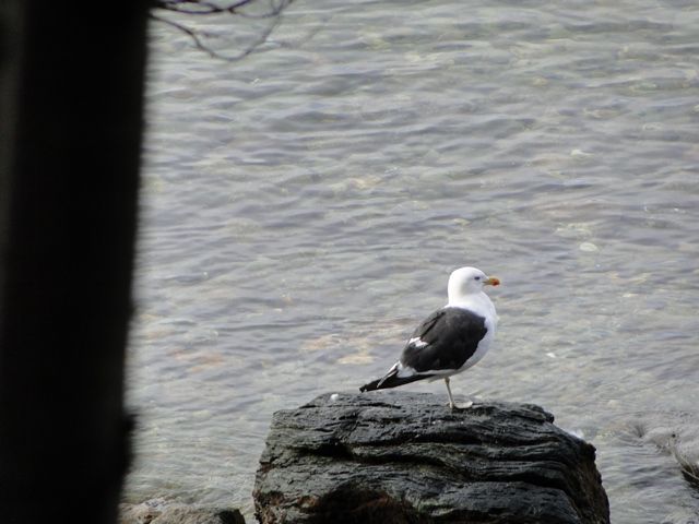 Senda Costanera - Parque Nacional Terra do Fogo