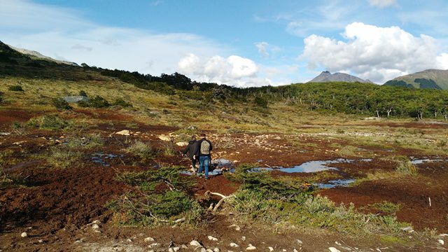 Ushuaia - trekking Laguna Esmeralda - trecho de turfas