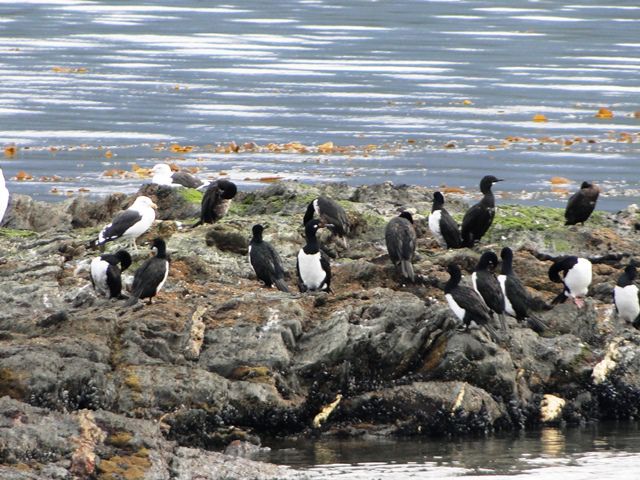 Senda Costanera - Parque Nacional Terra do Fogo