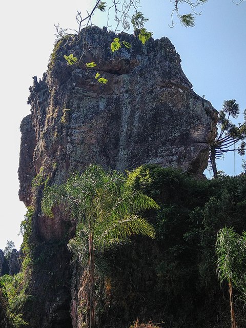 Leão - Parque Vila Velha