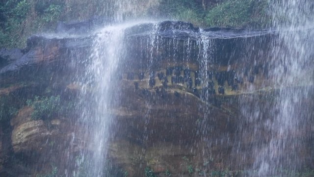 Morcegos atrás da Cachoeira da Mariquinha.