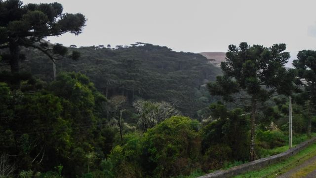 Mirante do Pinheiros, em São Joaquim