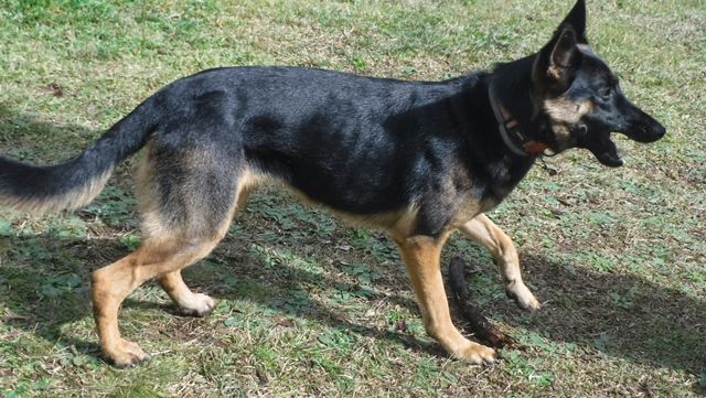 Esse doguinho adorava uma brincadeira