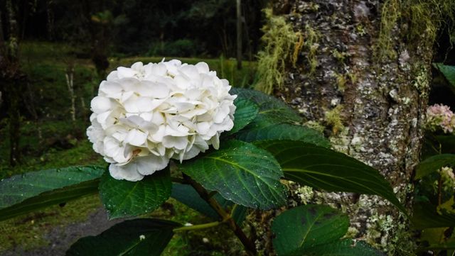 Flores no Sítio Arroio do Engenho