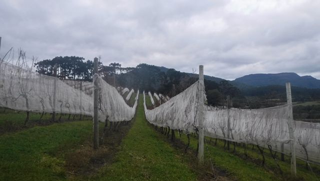 Vinícola Thera, em Urubici/SC