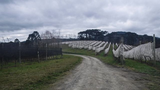 Vinícola Thera, em Urubici/SC