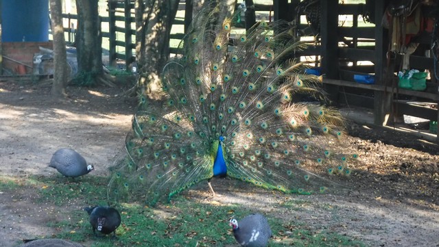 Olha esse pavão no Sitio Castelinho Hotel Fazenda