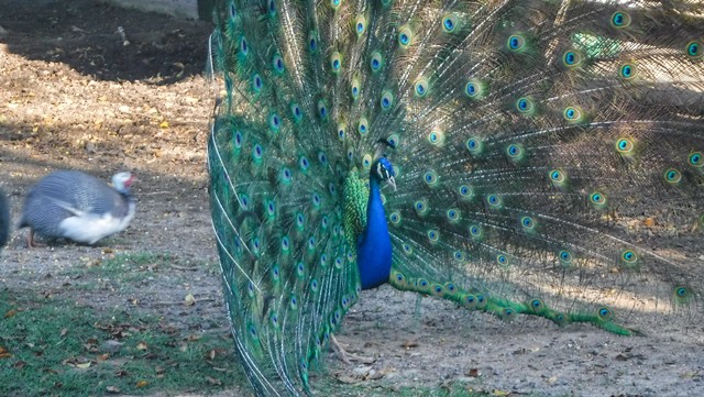 Ôh bicho bonito né?