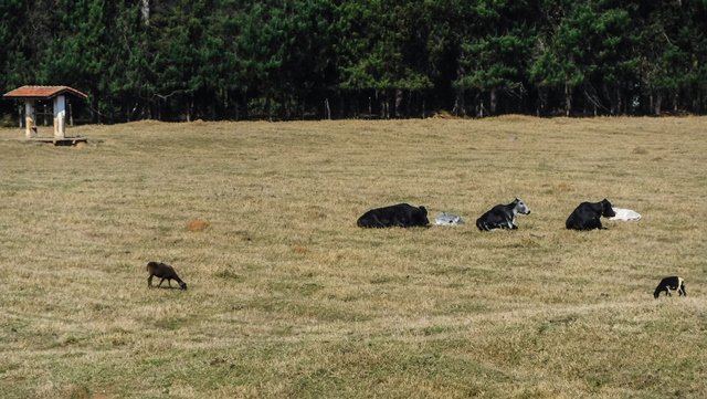 Animais no Hotel Amoreiras