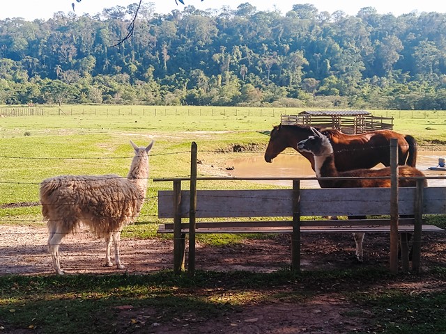 Animais no hotel fazenda