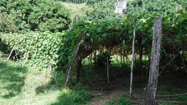 Início da trilha para a Cachoeira Machado II