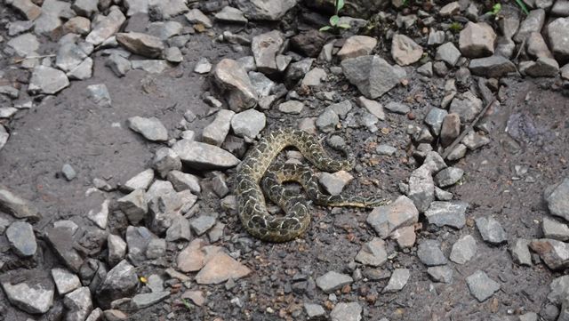 Trilha das 7 Quedas - cobra na trilha