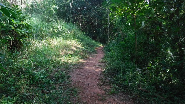 Trilha no Parque Municipal de Botucatu