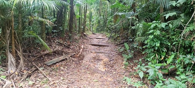 Trilha do Araça (autoguiada e inclusa no ingresso do Parque)