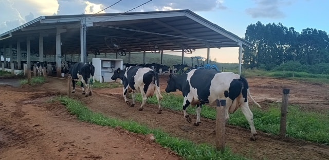 Gado da Fazenda Restingão