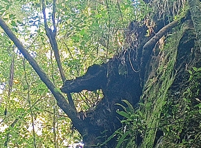 Consegue ver um jacaré?