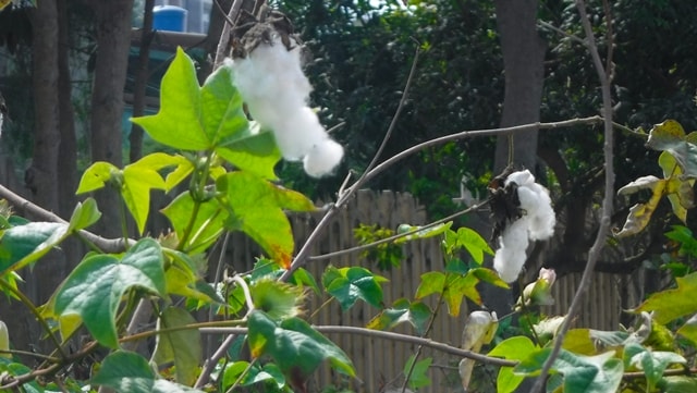Sítio Arqueológico Pucllana - vegetação do local