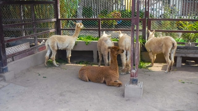 Sítio Arqueológico Pucllana - animais da região