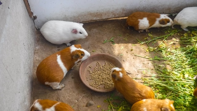 Sítio Arqueológico Pucllana - animais da região