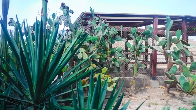 Sítio Arqueológico Pucllana - vegetação do local