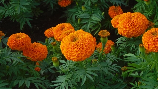 Malecon de Miraflores